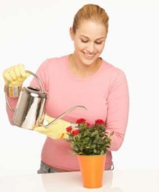 Come curare le piante: le rose nei vasi