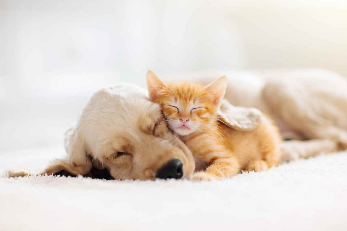 immagini di un cane e di un gatto cuccioli che dormono vicini