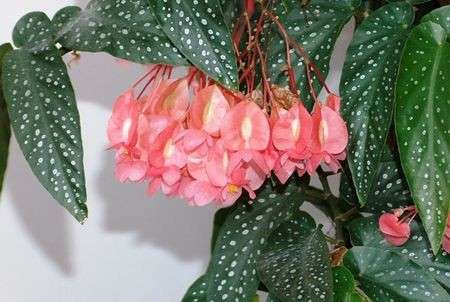 Come curare le piante: la Begonia corallina