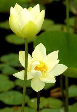 fiore di loto giallo