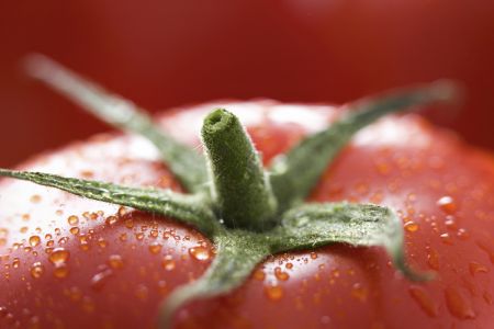 Invecchiamento: il super pomodoro lo contrasta