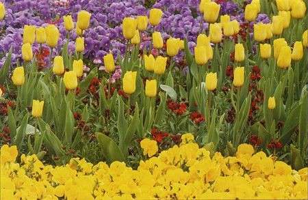 Significato dei fiori: Tulipani e Viole del Pensiero