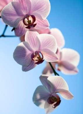 Significato dei fiori: le Orchidee