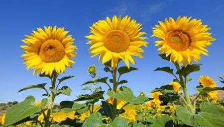 Come curare le piante: i Girasoli