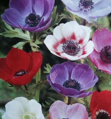 anemoni