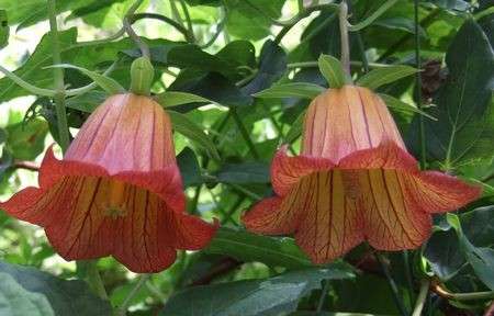 fiori canarina campanulata