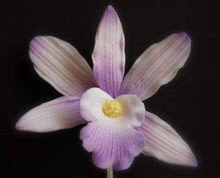 orchidea laelia