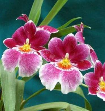 Come curare le piante: l’Orchidea Miltonia
