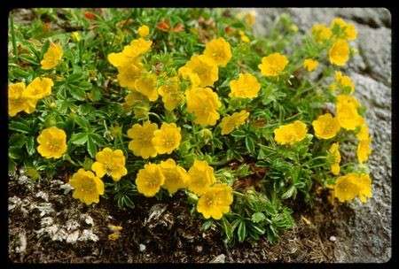 Significato dei fiori: la Potentilla