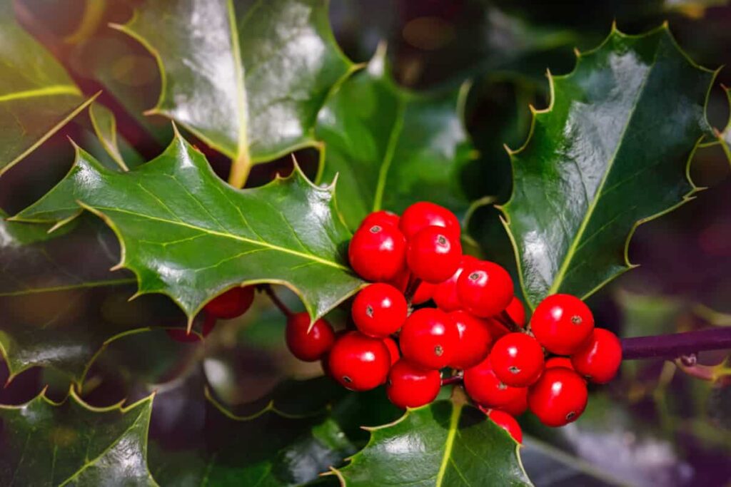 pianta natalizia di agrifoglio con foglie verdi e bacche rosse