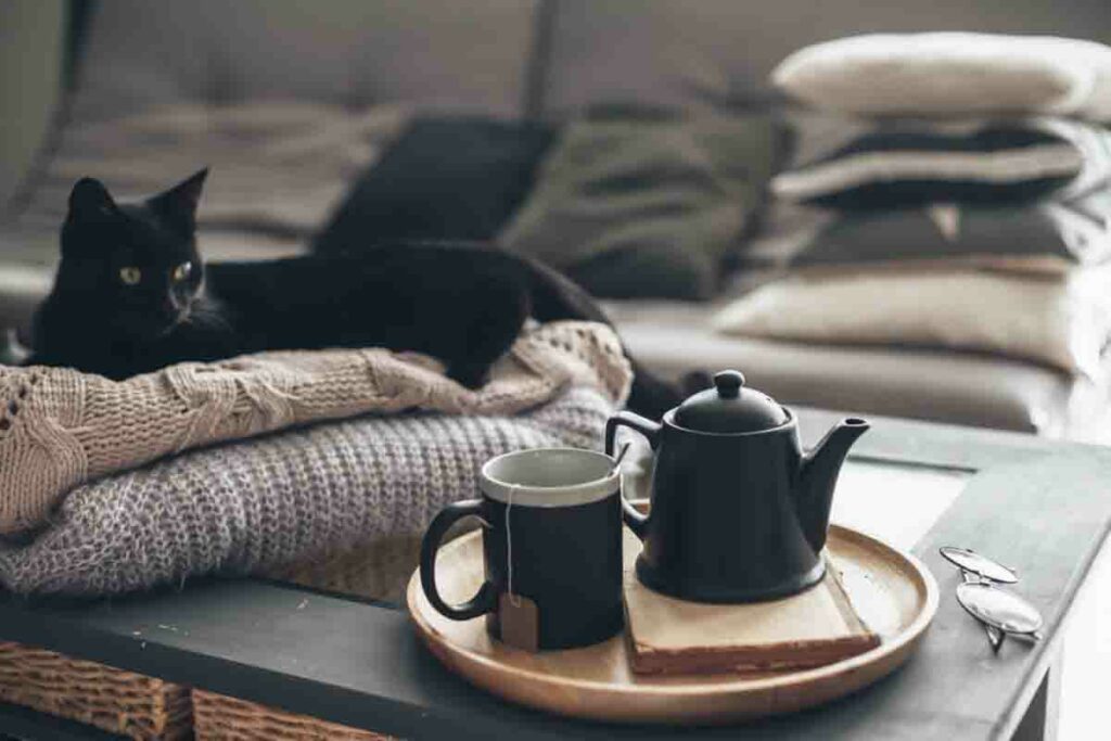 Gatto nero sul divano