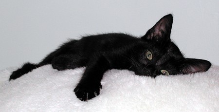 Festività: oggi è la giornata nazionale del gatto nero