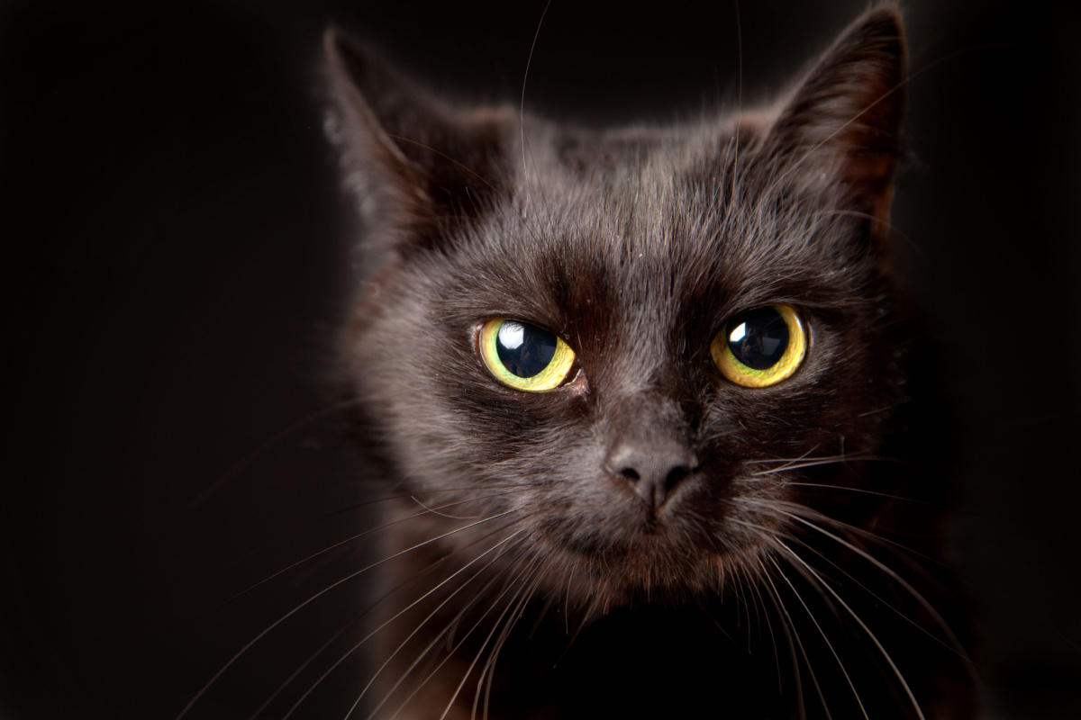 Giornata del gatto nero: 5 curiosità che non sapevi sul tuo amico