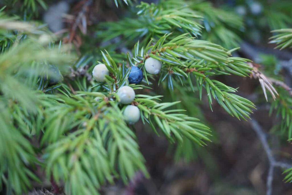 pianta di ginepro con foglie verdi e bacche 