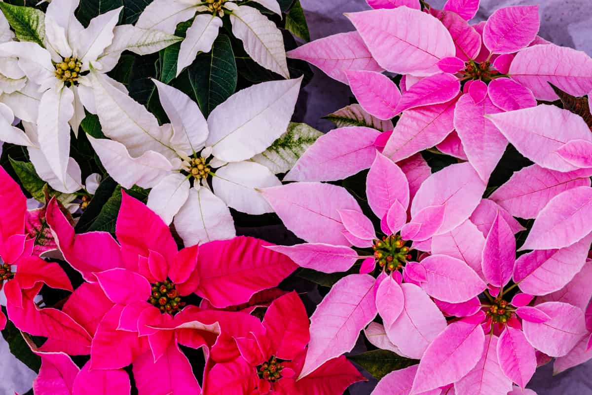 piante natalizie, nello specifico stelle di natale di tre colori differenti: rosa, fucsia e bianco