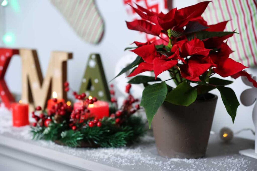pianta natalizia: stella di natale di colore rosso, poggiata su un mobile con decorazioni natalizie 