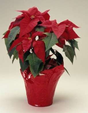 vaso rosso con stella natale