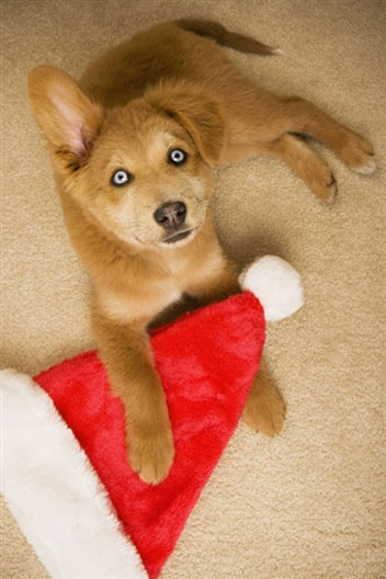 Regalare cuccioli per Natale: precauzioni sull’acquisto