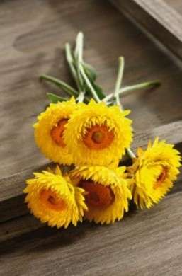 fiori elicriso