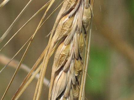 Perdere peso con l’orzo germogliato