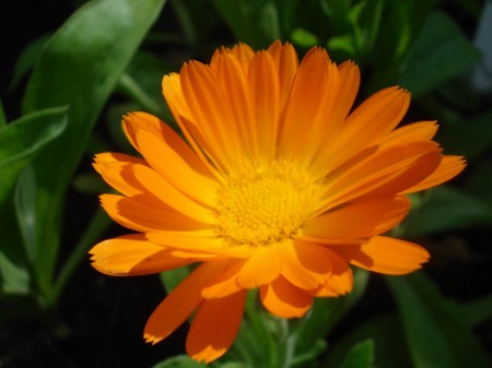 Erboristeria: le proprietà della calendula