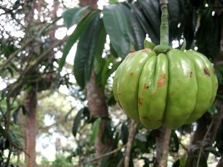 Integratori naturali,  la garcinia