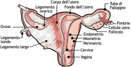 Tumore all’utero: al via la strategia europea per combatterlo