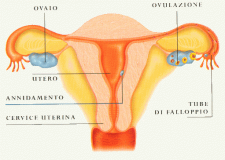 Infertilita ovulazione