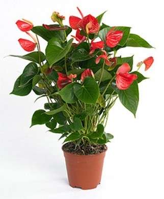 anthurium