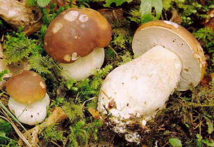 Dieta dei funghi: dimagrire con gusto