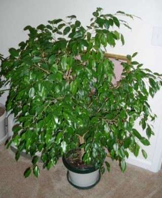 Come curare le piante: il Ficus Benjamin