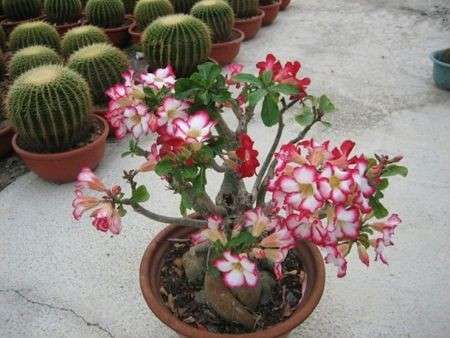 Come curare le piante: la Rosa del Deserto