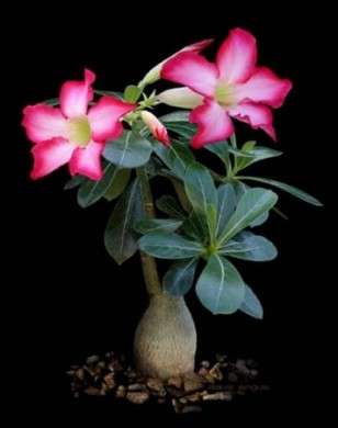 Come curare le piante: l’Adenium