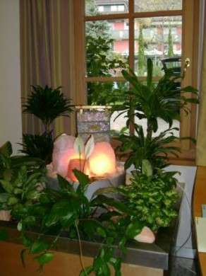 piante lampada feng shui