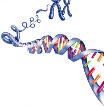 Alzheimer: individuati 5 nuovi geni predisponenti