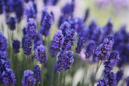 Come curare le piante: la lavanda