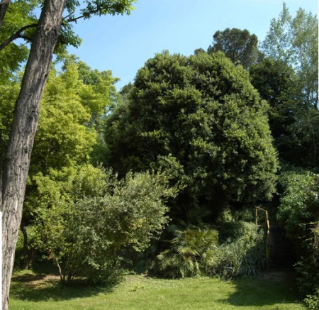 Le piante da giardino sempreverdi e resistenti al freddo