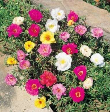 Come curare le piante grasse: la Portulaca
