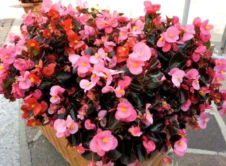 Come curare le piante: la Begonia Semperflorens