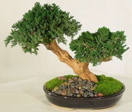 Come si curano i bonsai