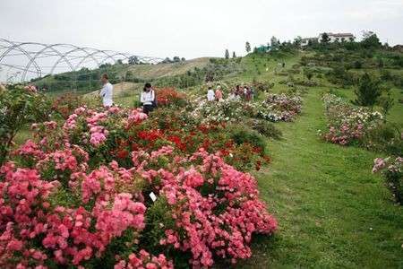 Gita fuori porta in mezzo alla natura: il Museo Giardino delle Rose Antiche
