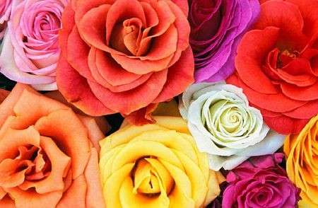 Significato e linguaggio dei fiori: le rose