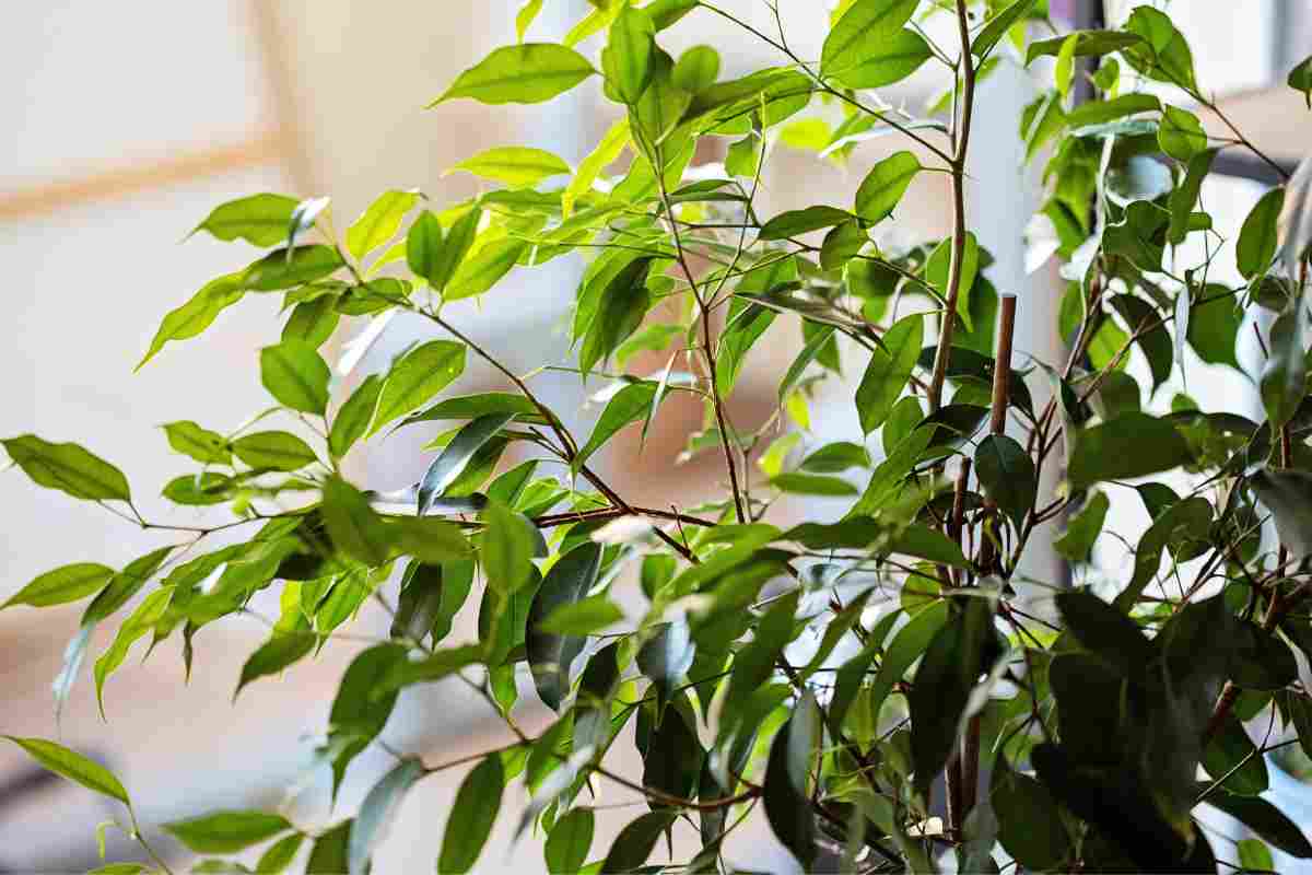 Ficus Benjamin piante da appartamento facili da tenere in casa