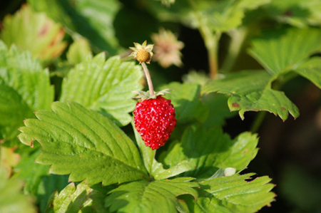 Consigli per coltivare le fragoline di bosco