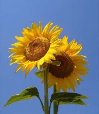 Significato e linguaggio dei fiori: i girasoli