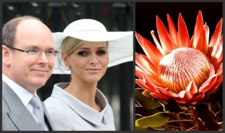 La torta per il matrimonio di Alberto e Charlene sarà ispirata ad un fiore sudafricano