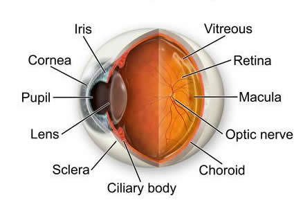 Grazie ad una cornea artificiale una ragazza può vedere il fidanzato sull’altare