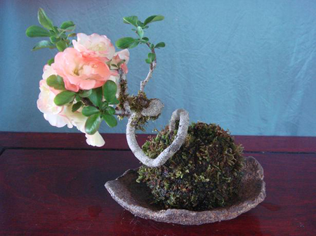 Come si realizza una pianta in stile kokedama