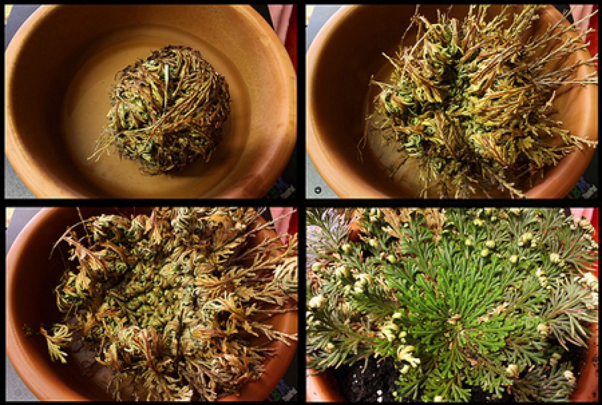 неумирающие цветы. молодило (sempervivum). вечное растение. Xerochrysum. каменный цветок молодило.