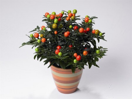 Come si cura il Solanum, chiamato anche Ciliegia invernale
